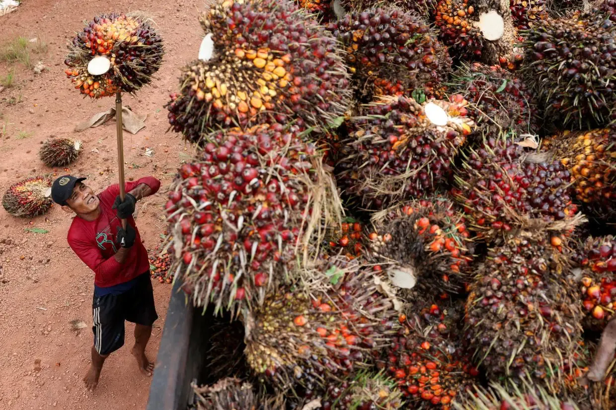 Petani Karet Indonesia Berbondong-bondong Beralih ke Sawit: Ancaman Baru bagi Pasokan Global