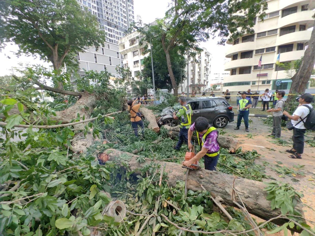 Pohon Tumbang Timpa Mobil di Penang: Tiga Anggota Keluarga Terluka, Jalan Macalister Lumpuh