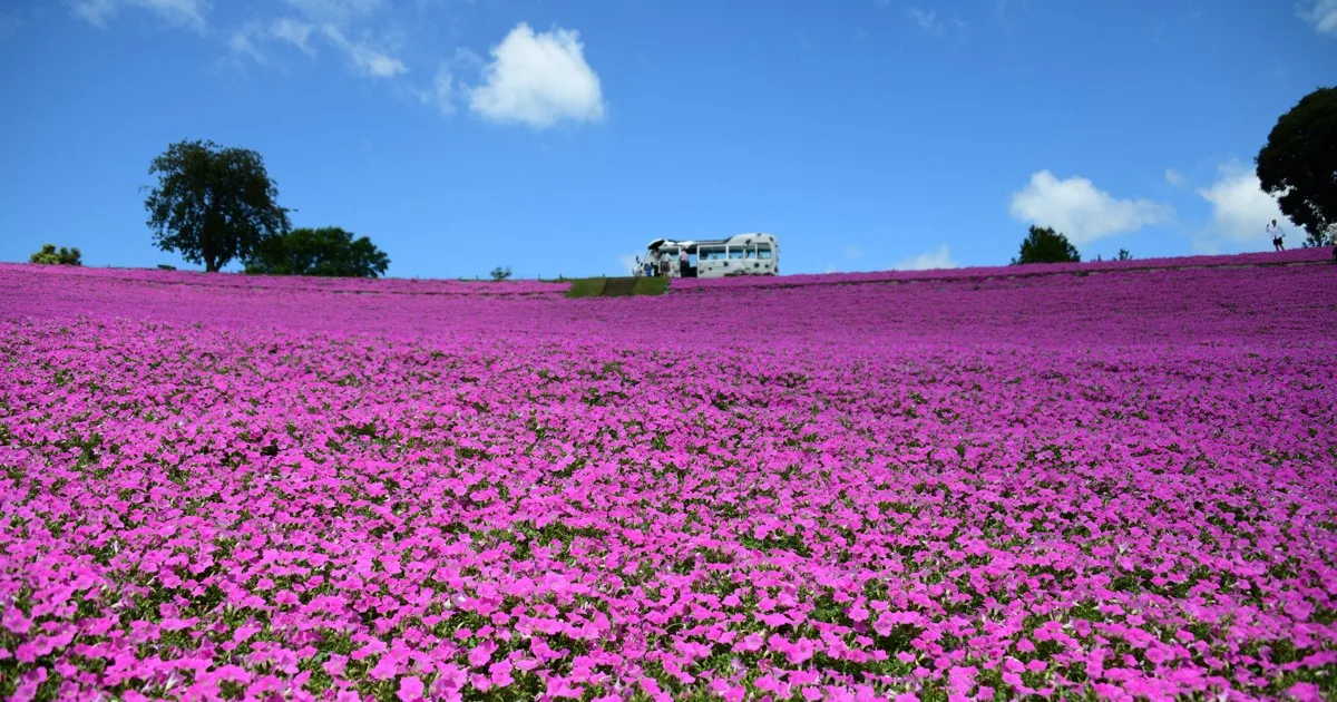 Hamparan 20.000 Petunia Pink Sigh di Mother Farm Jepang Jadi Magnet Wisatawan