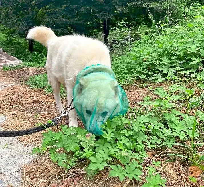 Jaring Bawang Jadi Pelindung Anjing dari Kutu: Tren Viral dari Korea Selatan