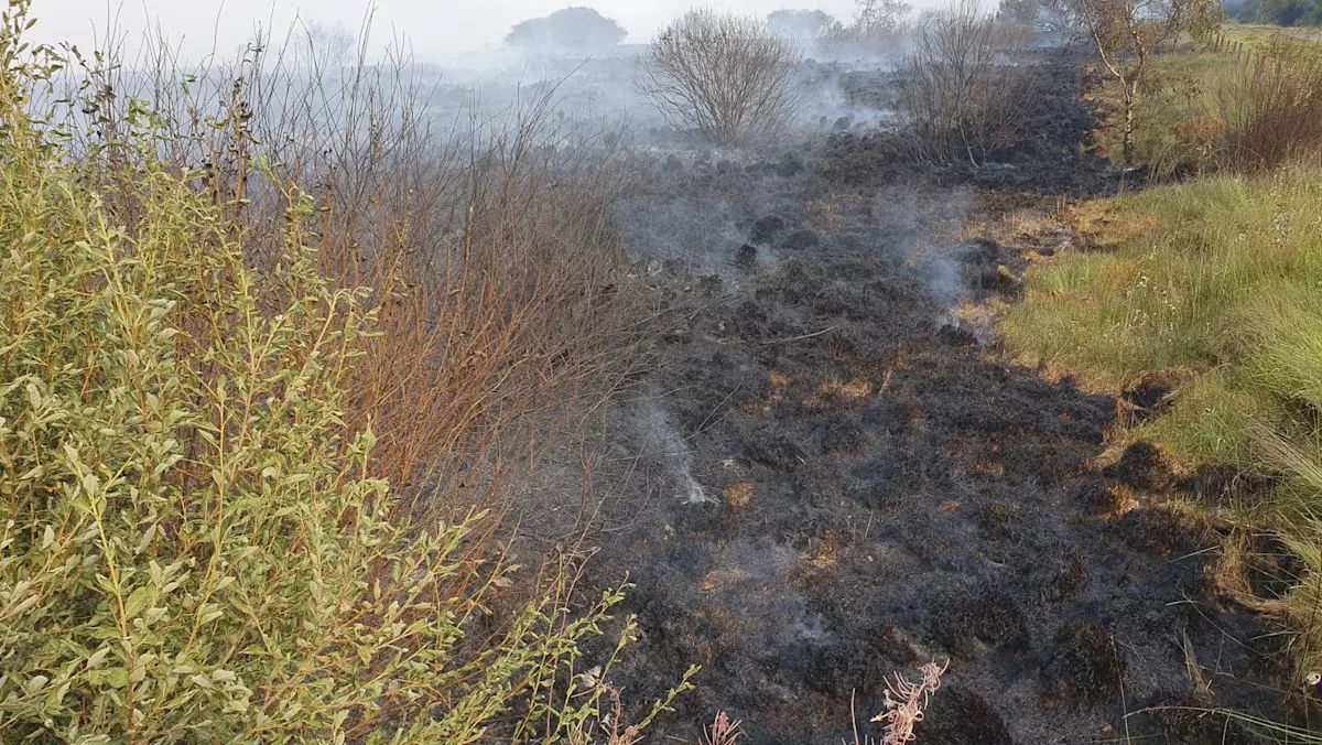Kebakaran Hutan Terbesar dalam Sejarah Belgia: Ribuan Hektare Terbakar, Warga Dievakuasi