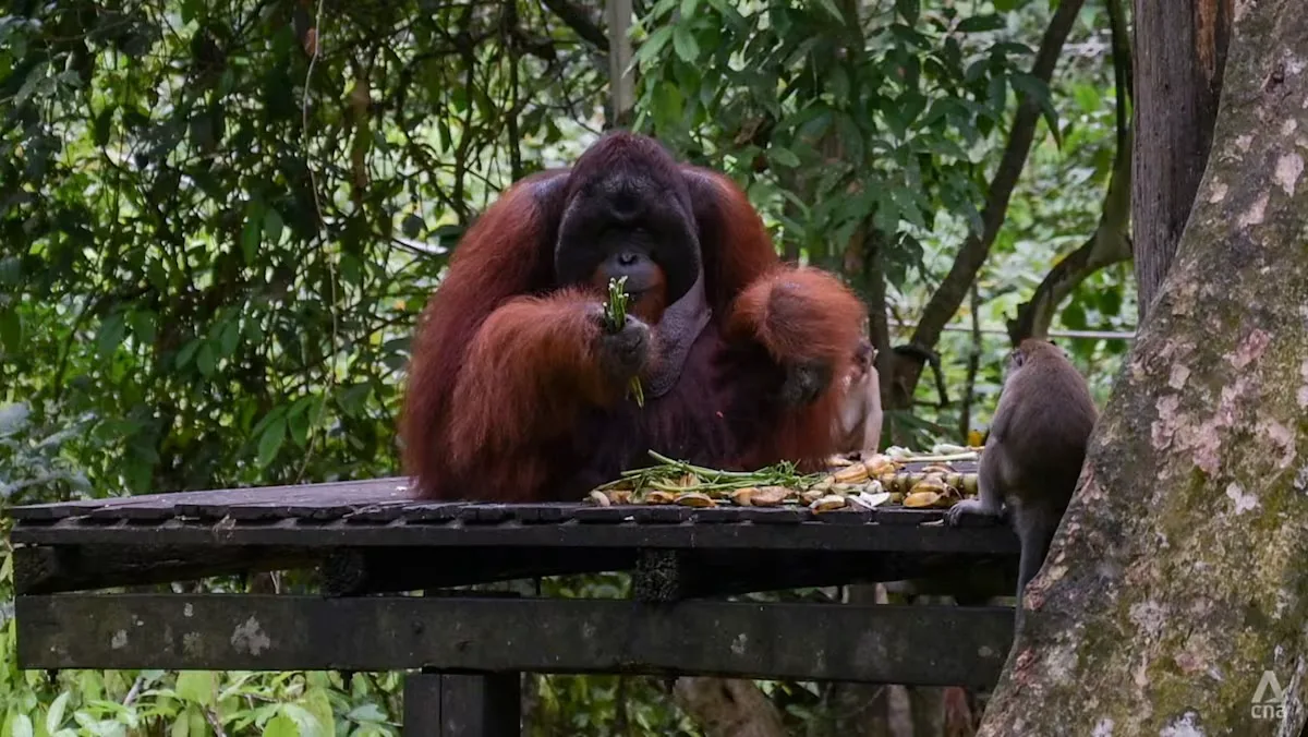 AI Bikin Gambar Satwa Palsu, Konservasi Terancam: 'Orang Bisa Terluka'