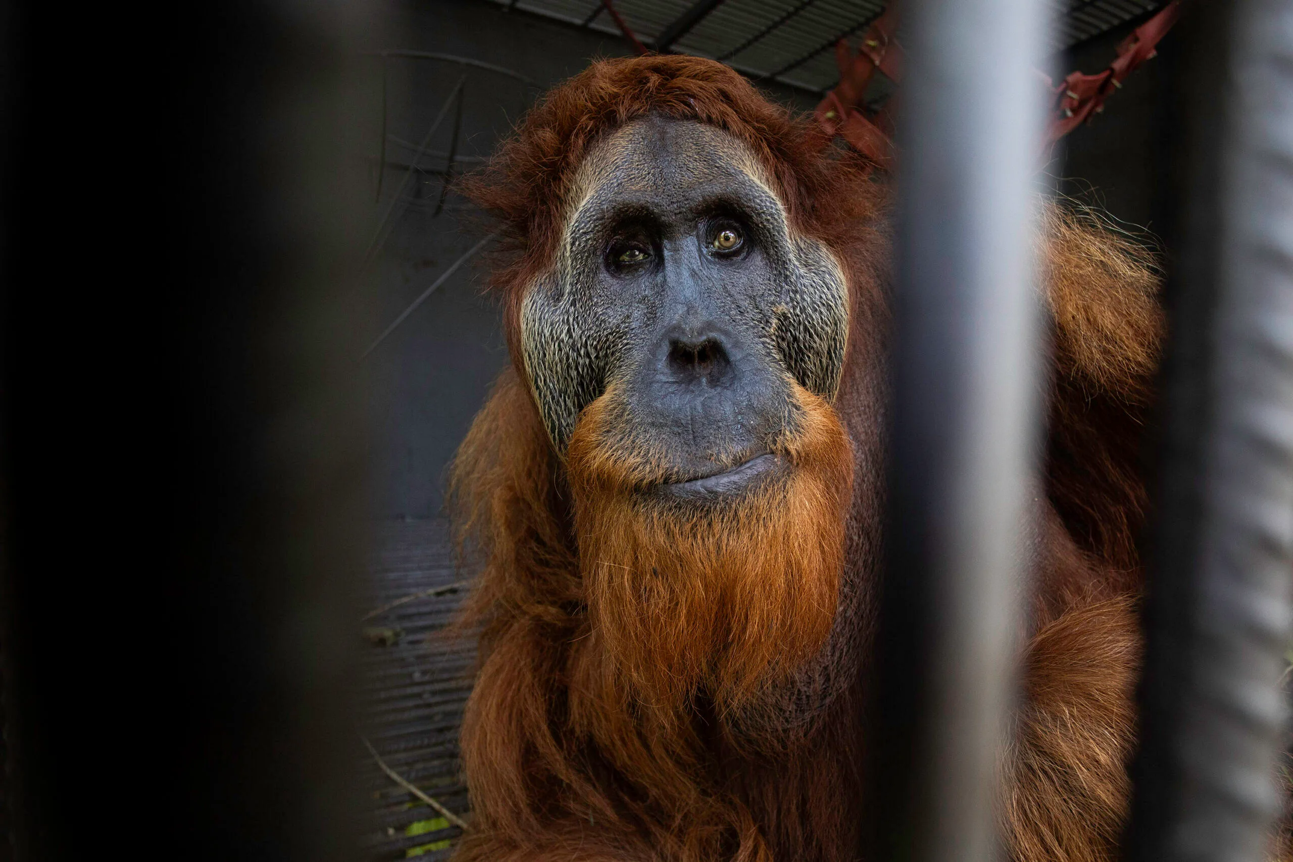 Suhendar, Garda Terdepan Penengah Konflik Manusia-Orangutan di Sumatera