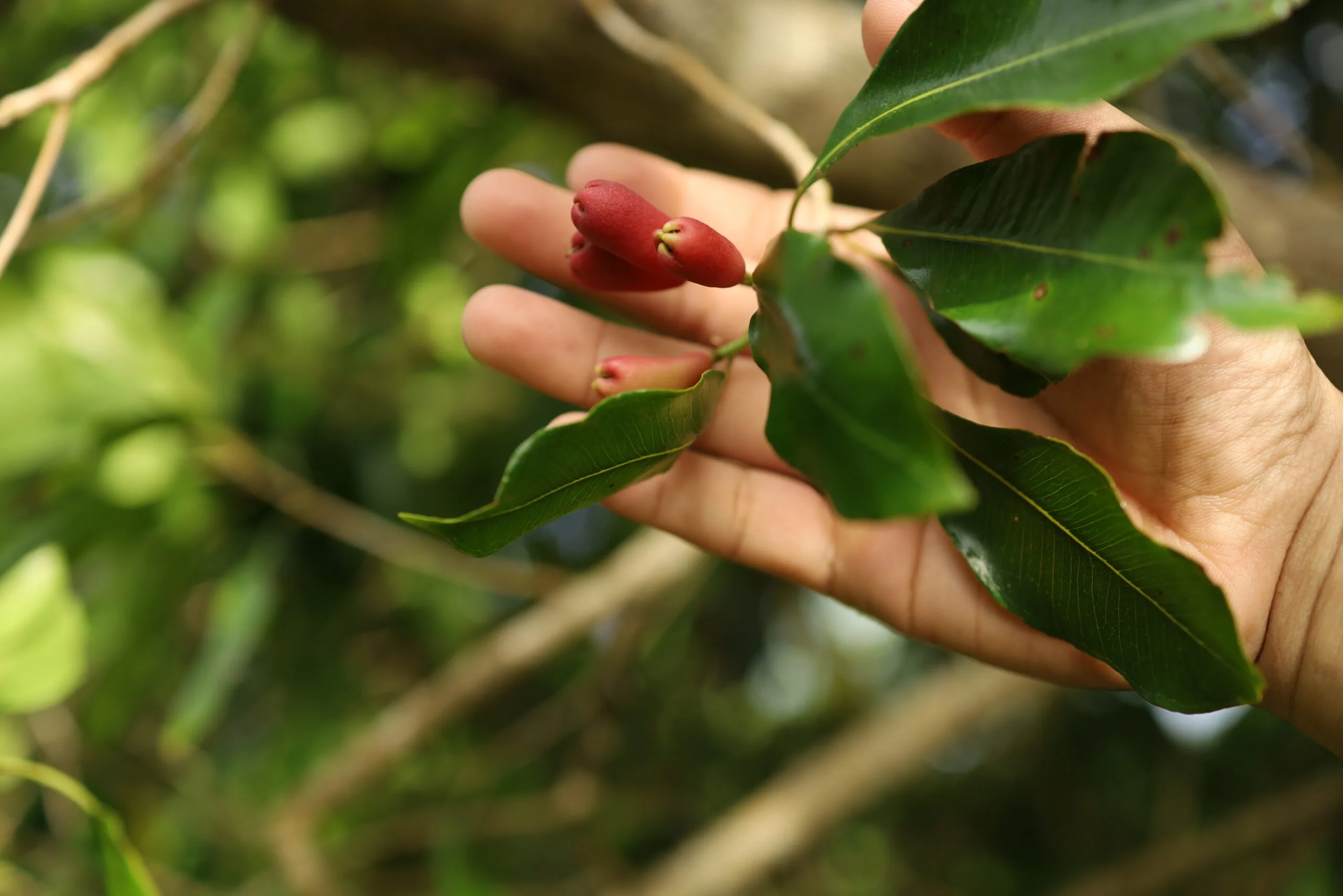 Aroma Cengkih Sabang Memudar: Petani Terjepit Perubahan Iklim dan Hama