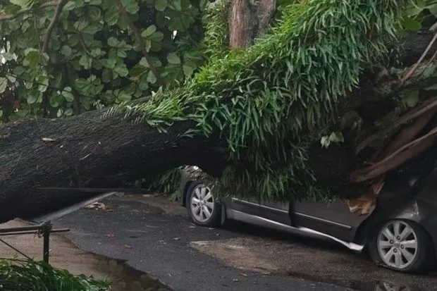 Pohon Tumbang Timpa Mobil di Melaka, Enam Orang Selamat: Hujan Deras dan Risiko Jalanan