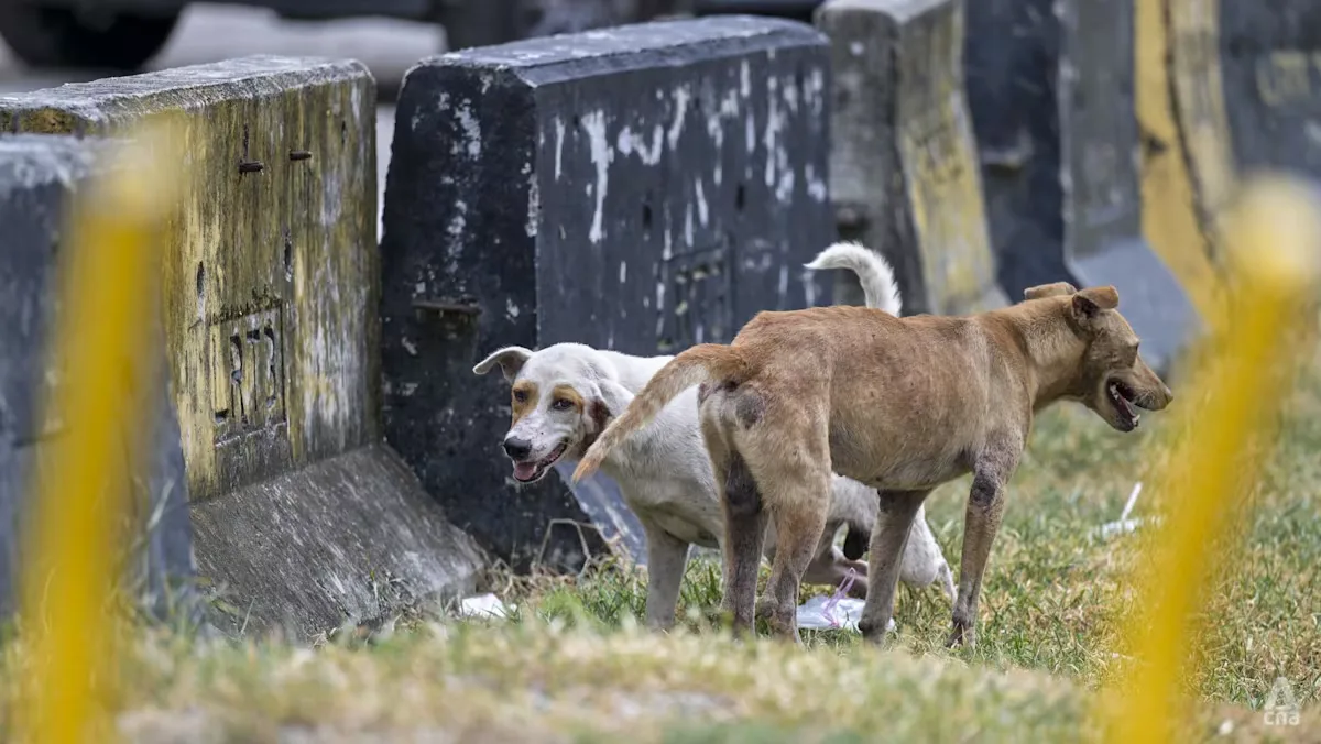 Kematian Rocky: Malaysia Kaji Ulang Penanganan Anjing Liar, dari Insentif Tangkap hingga Sterilisasi Massal