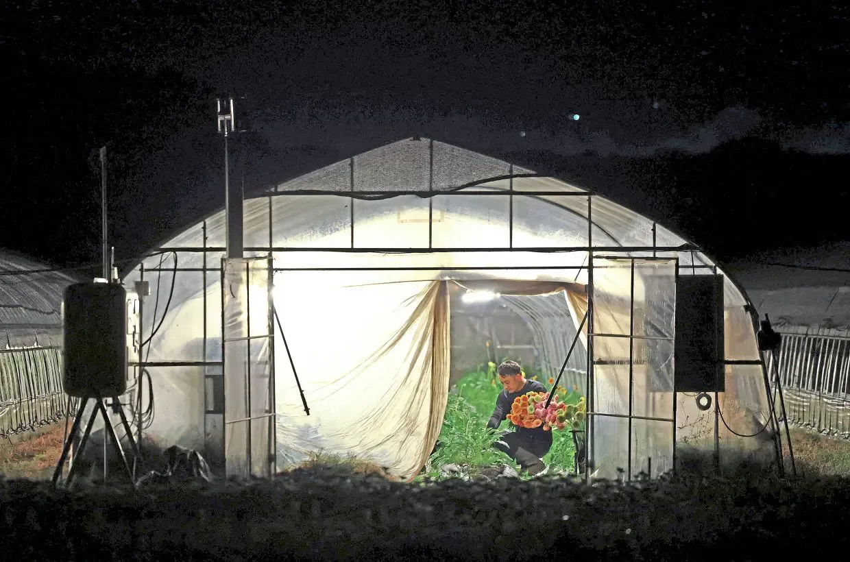 Petani Jepang Beralih Kerja Malam demi Selamat dari Gelombang Panas Ekstrem