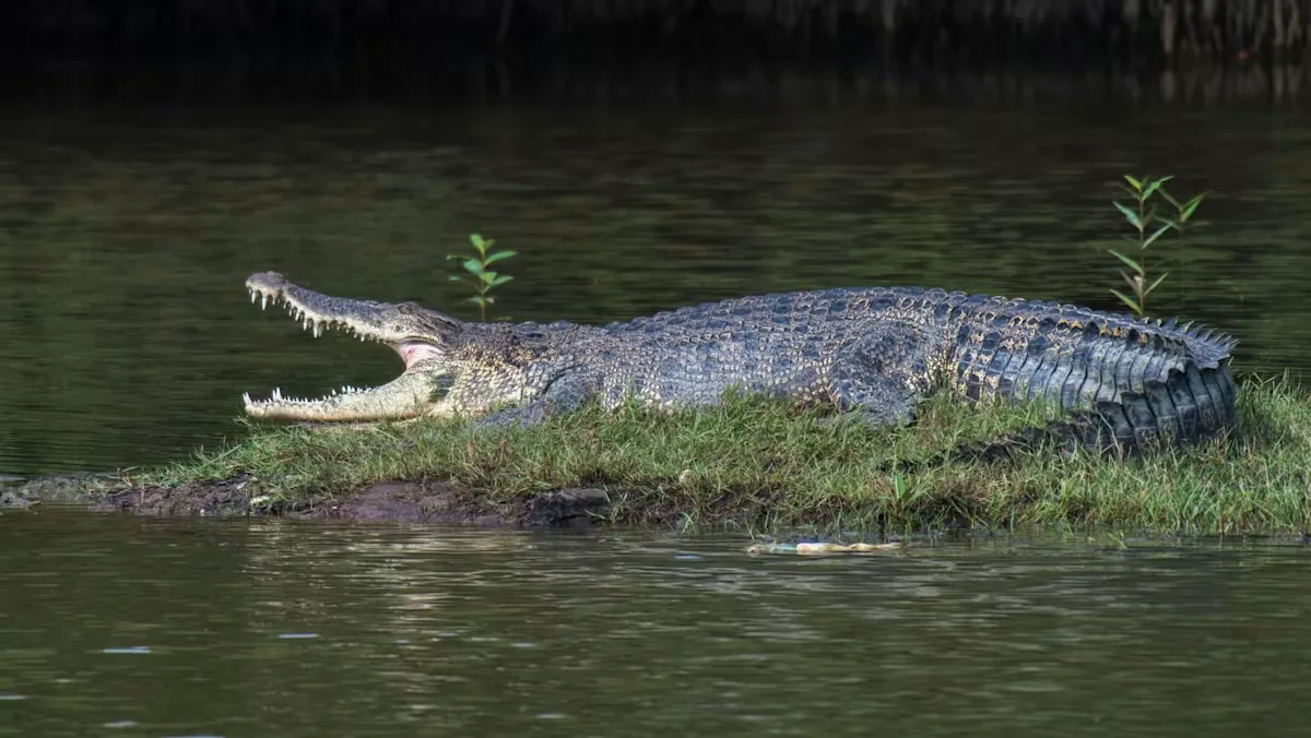Aktivitas Air di Pandan Reservoir Dihentikan Sementara Usai Penampakan Buaya Muara