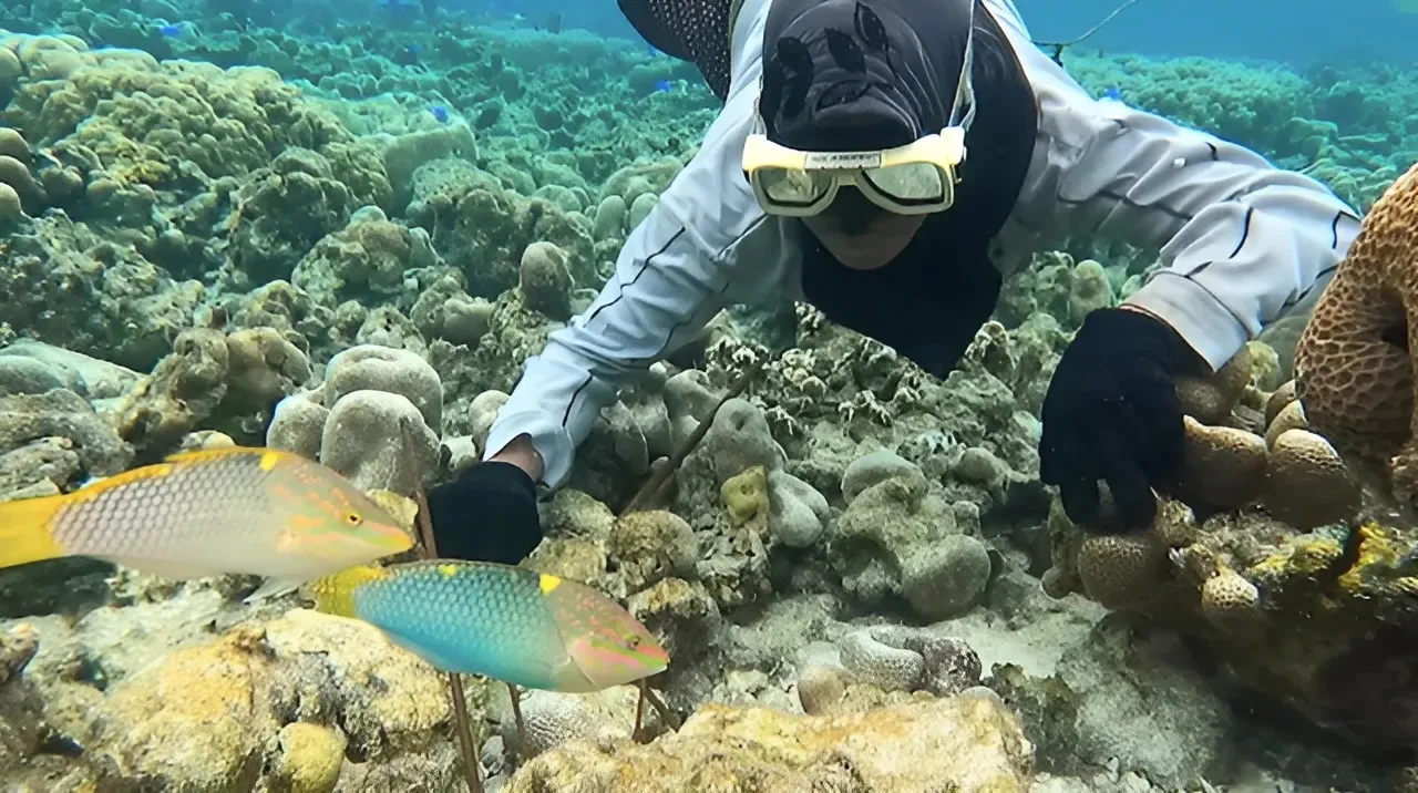 Ikan Kakatua: Penjaga Karang yang Terancam Perburuan dan Krisis Iklim