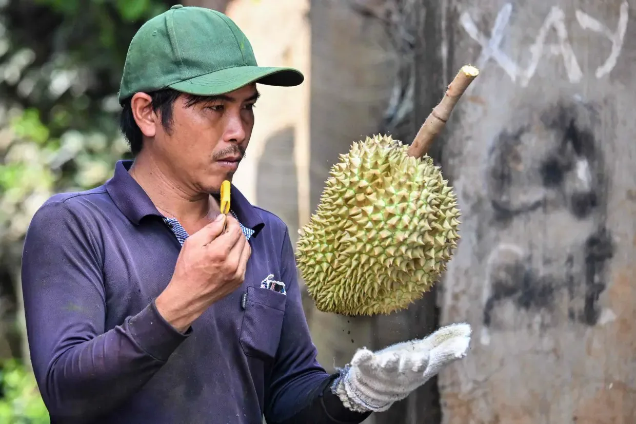 Petani Kopi Vietnam Beralih ke Durian: Bisakah Indonesia Menyusul?