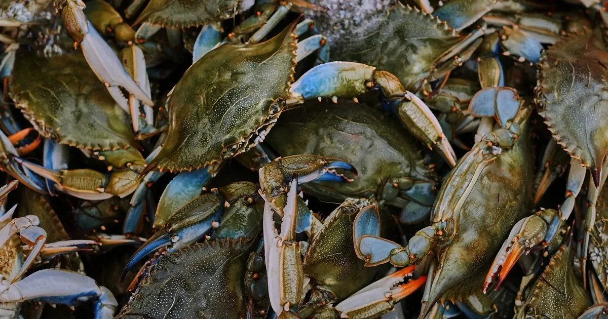 Kepiting Biru Atlantik: Dari Hama yang Dibakar Jadi Komoditas Ekspor Andalan Italia