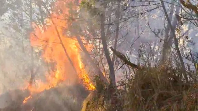 Kebakaran Hutan Indonesia Kembali Menjadi Sorotan: Asap Menembus Batas hingga Filipina
