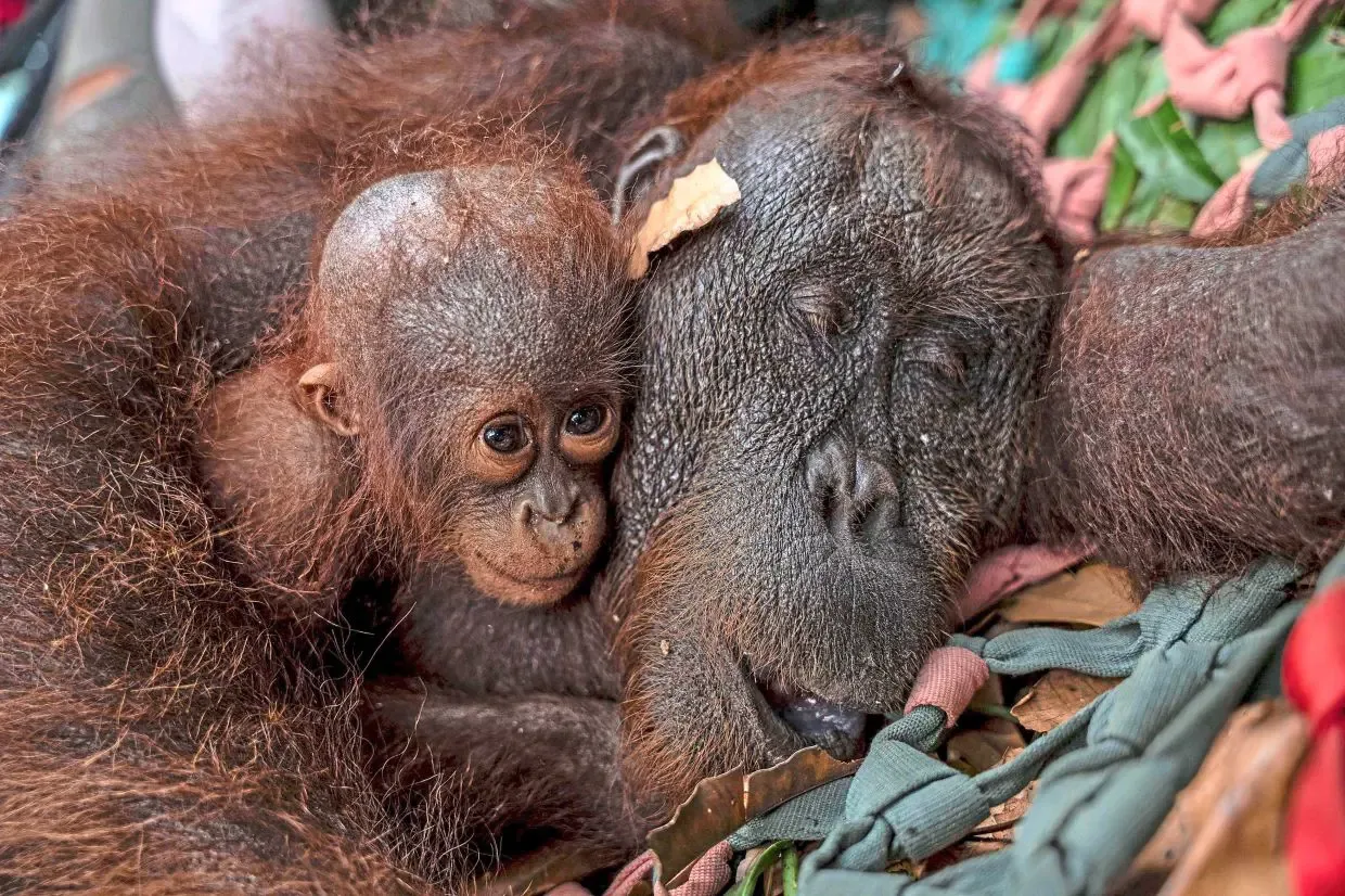 Kebakaran Hutan di Kalimantan: Induk dan Bayi Orangutan Dievakuasi ke Pusat Rehabilitasi