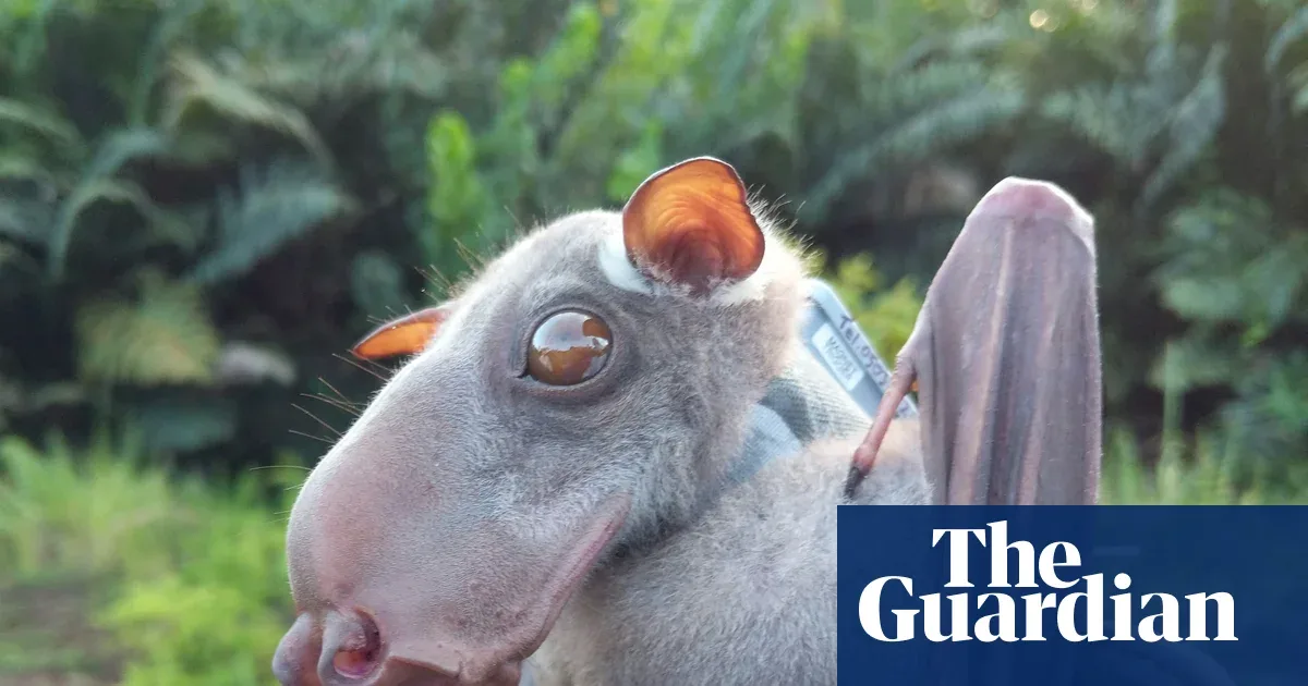 Studi Terbesar Ungkap Kelelawar Berasal dari Eropa, Buka Jalan Riset Kanker dan Virus