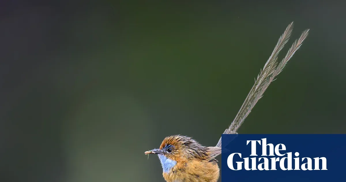 Proyek Roket Australia Terhenti: Dewan Vegetasi Tolak Ubah Perjanjian Habitat Burung Langka