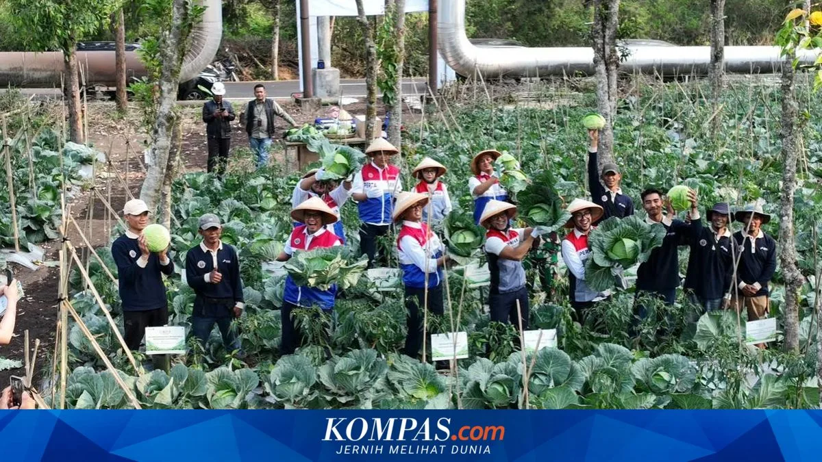 National Farmers' Day: Kamojang Geothermal Turns Waste Into Fertilizer, Farmers Save Rp 82 Million