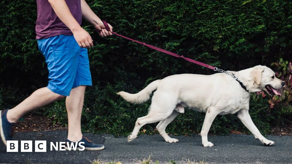 Pemerintah Inggris Tolak Lisensi Anjing, Fokus pada Regulasi Baru yang Lebih Terarah