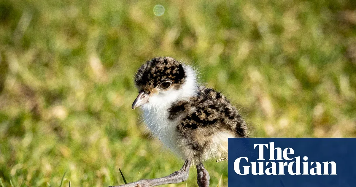 Australian Plovers: Seen as Pests, Yet a Mirror of Human Life with Wildlife