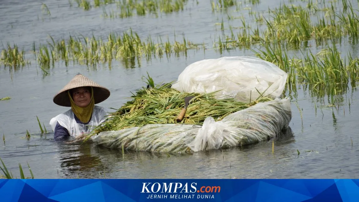 BMKG Peringatkan Banjir Akhir Tahun, Pemerintah Daerah Diminta Bergerak Sebelum Air Datang