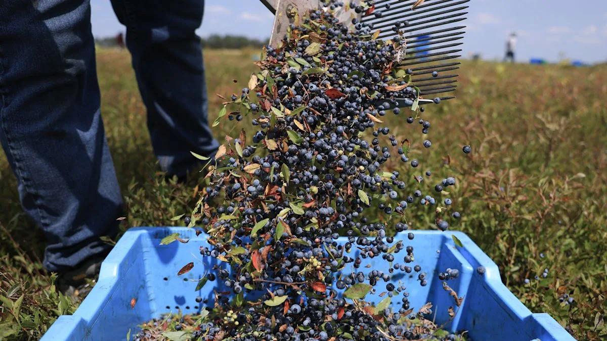 AI Kini Tentukan Kapan Petani Panen: Akurasi 90% atau Risiko Bisnis?