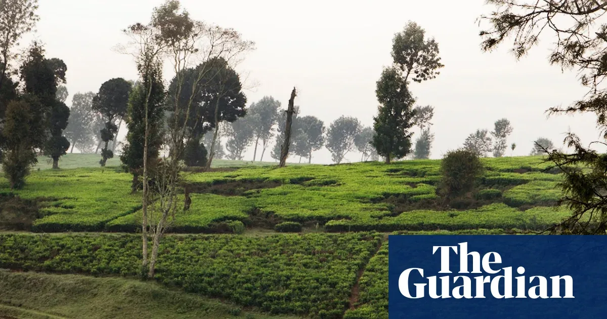 Film 'Kikuyu Land' Bongkar Perampasan Tanah Kolonial di Kenya, Multinasional Teh Masih Kuasai Warisan Leluhur