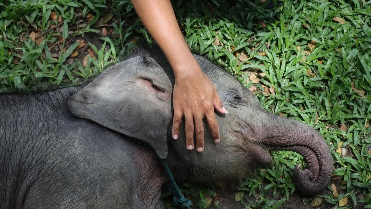 Anak Gajah Sumatra Tewas di Konsesi Jambi, BKSDA Temukan Zat Asing di Tubuhnya