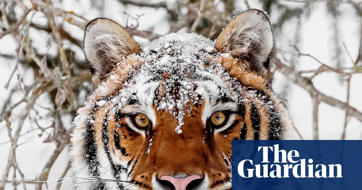 WWF: Global Wildlife Populations Plummet 73%, Food Systems Key to Rescue