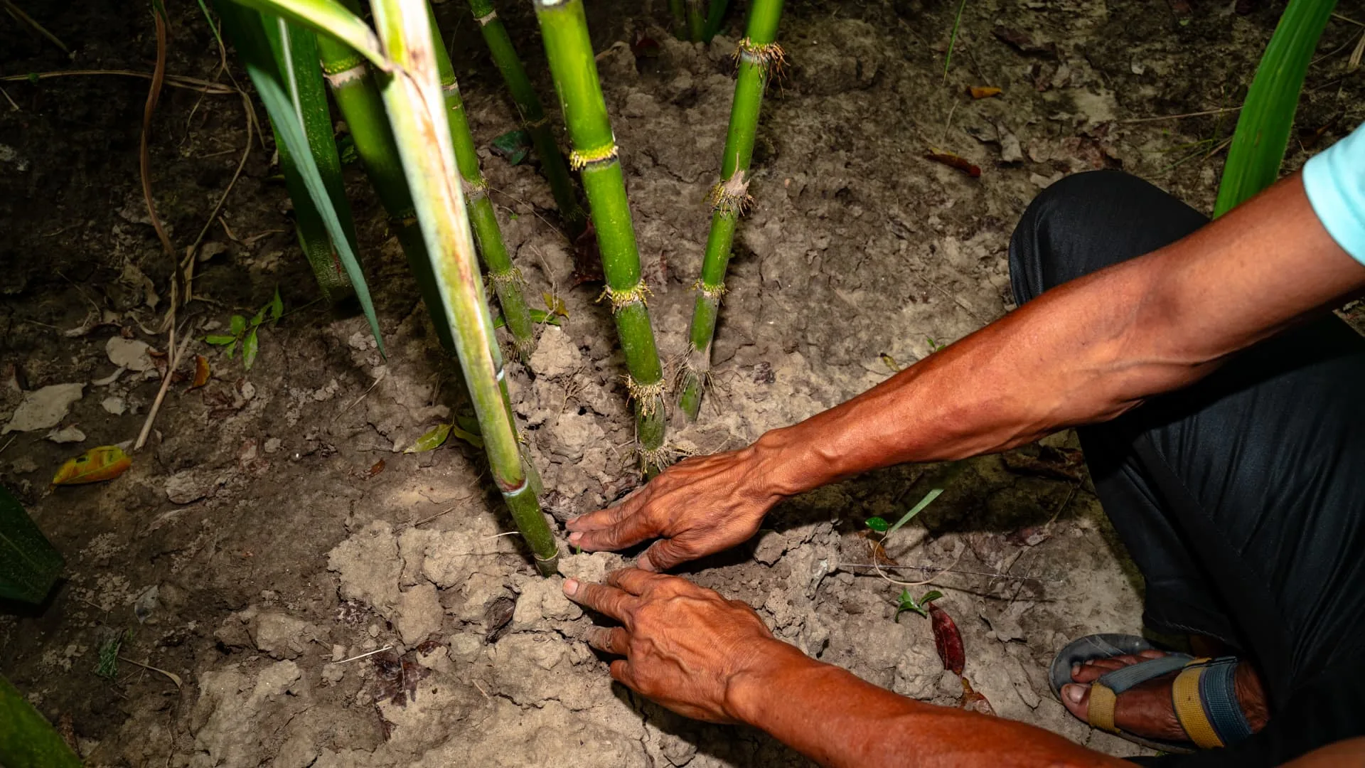 Super El Niño Hantam India: Krisis Pangan dan Guncangan Ekonomi di Depan Mata