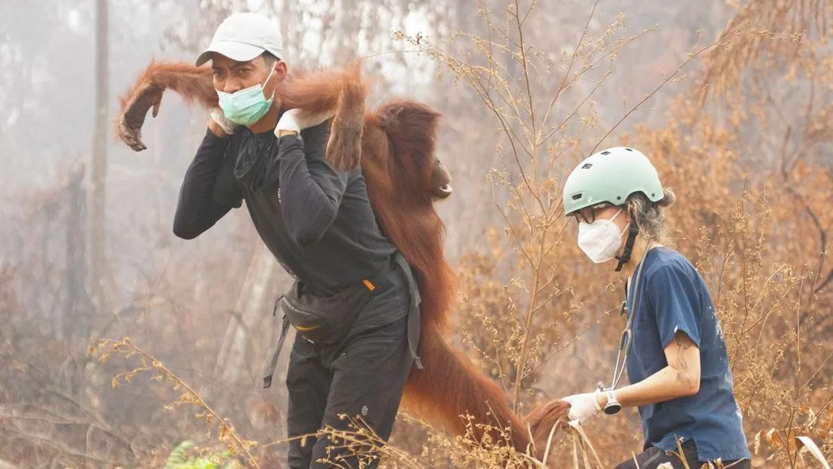 Asap Karhutla Serang 47 Orang Utan di Palangka Raya, Tim Medis Siaga