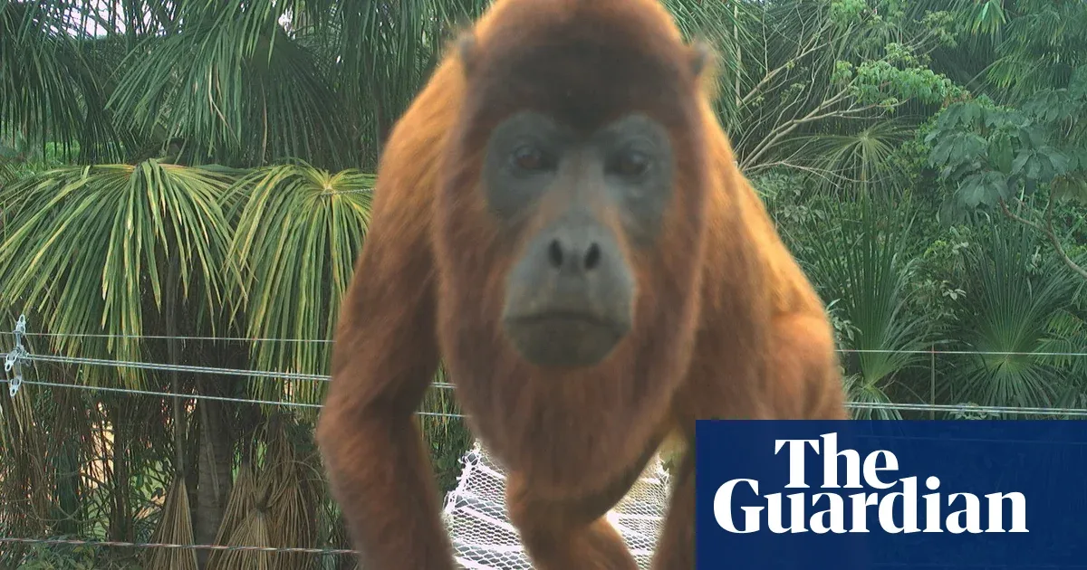 Jembatan Kanopi di Amazon: 15.000 Penyeberangan Aman, Nol Kematian Satwa