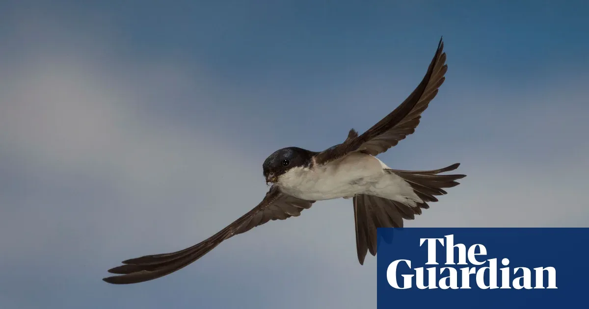 House Martin Hilang dari Langit Derbyshire, Misteri Migrasi ke Afrika Masih Gelap