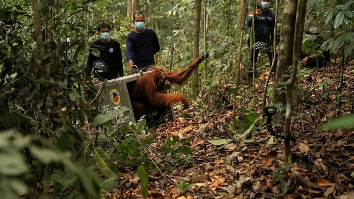 Karhutla Kalbar: 8 Orangutan Dievakuasi ke Hutan Lindung Batu Nyambu, Total 46 Individu Terselamatkan