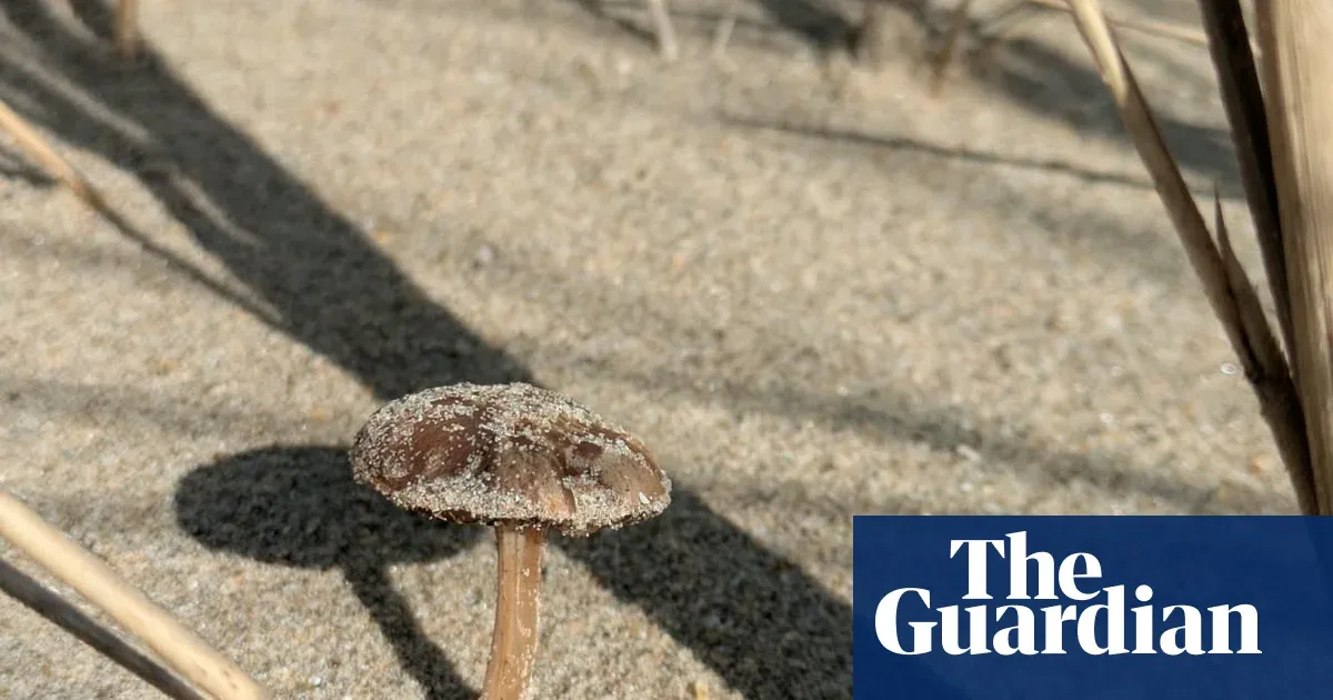 Fungi di Balik Bukit Pasir: Penjaga Tersembunyi Ekosistem Pesisir