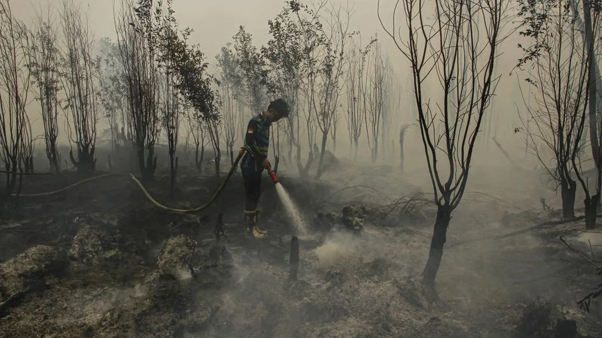 Pemerintah Siapkan Badan Restorasi Gambut dan Mangrove Baru, Karhutla Masih Meluas