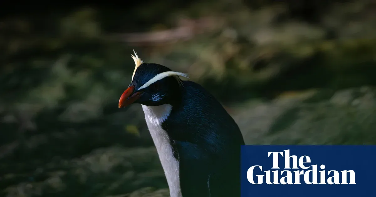 Tawaki, New Zealand's 'Forest' Penguin That Baffles Scientists: Population Triples, but Threats Remain