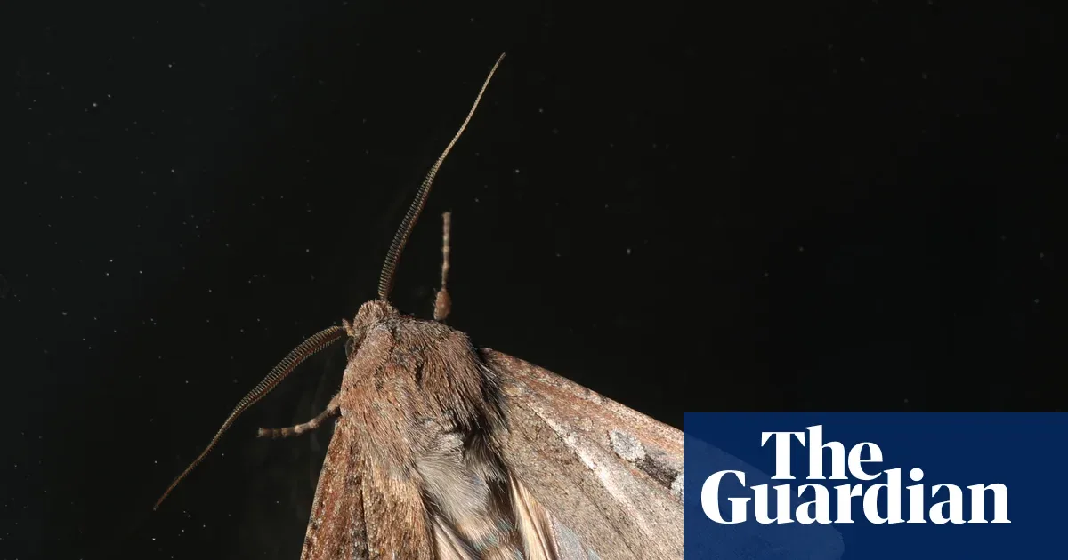 Radar Cuaca Australia 'Tertipu' Migrasi Ngengat Bogong, Ilmuwan Bidik Data Baru