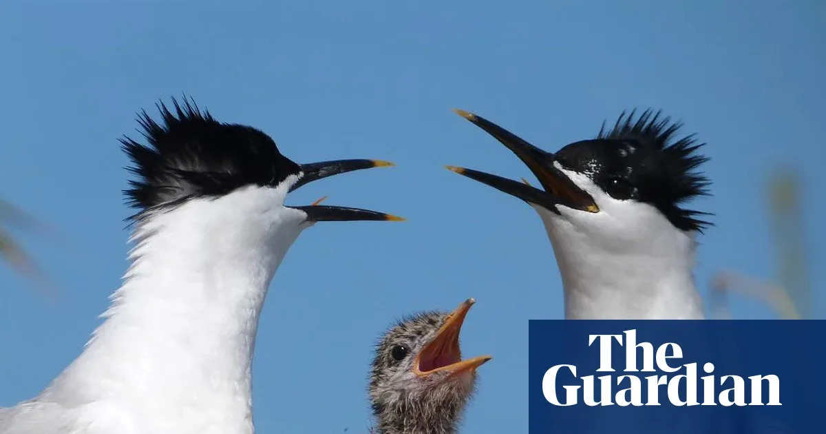 From Zero to 756 Pairs: Sandwich Terns Rebound Three Years After Bird Flu
