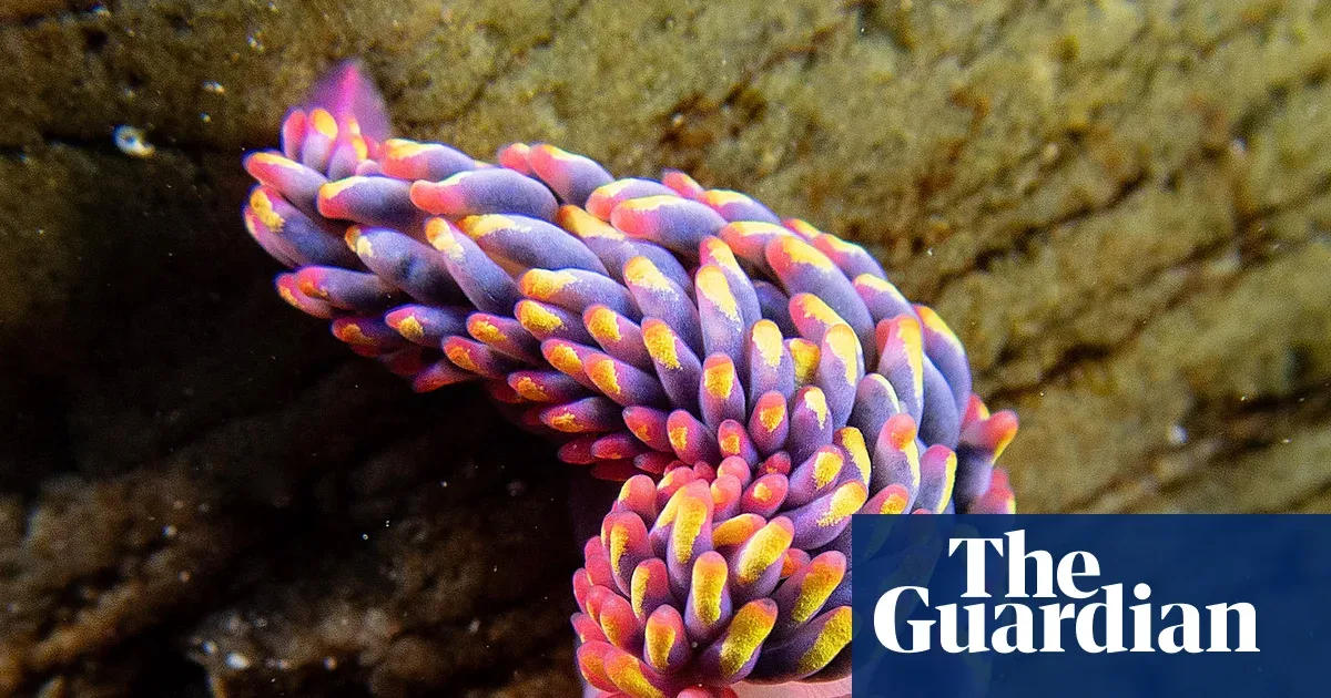 Siput Laut Pelangi: Spesies Mungil yang Menandai Pergeseran Ekosistem Laut Inggris